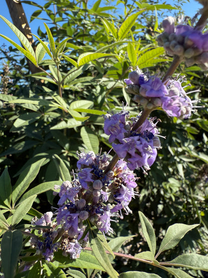 Chaste/Vitex Tree
