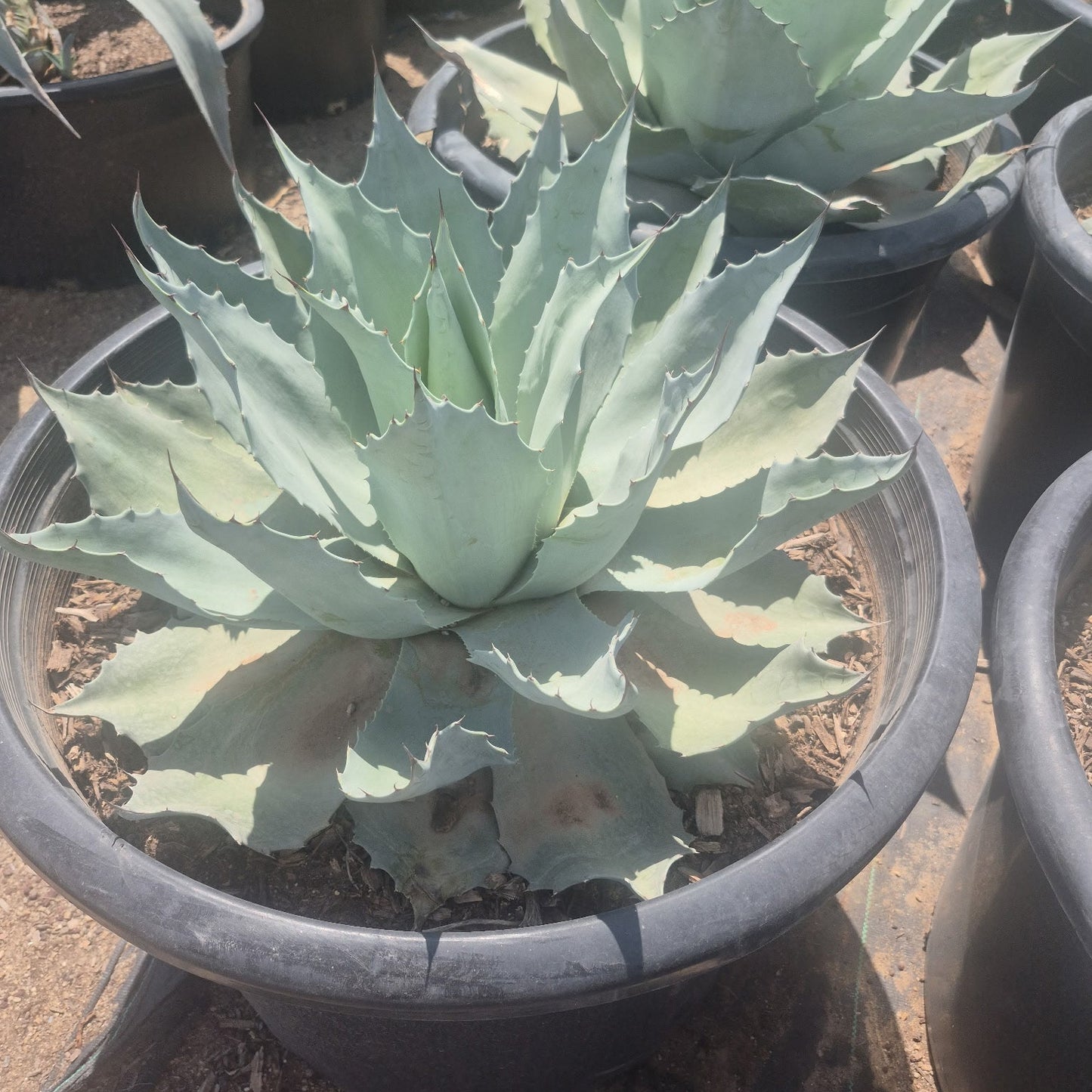 Whale's Tongue Agave