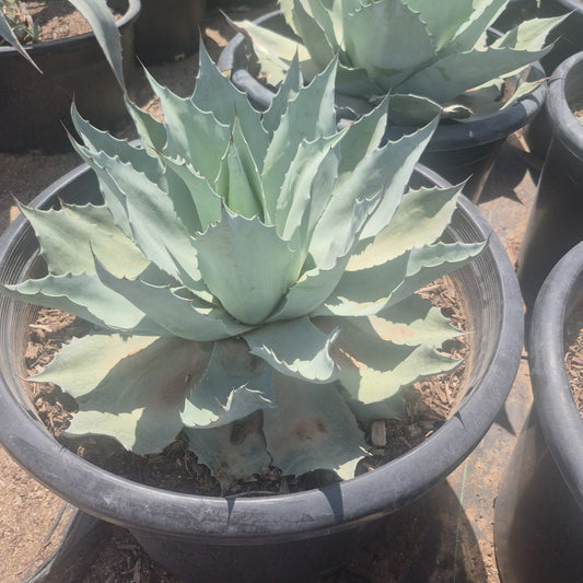 Whale's Tongue Agave