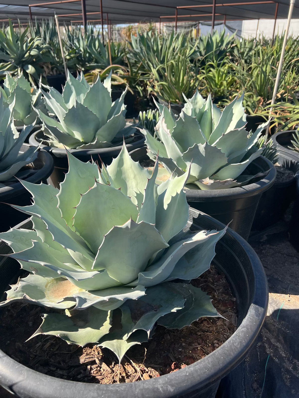 Whale's Tongue Agave