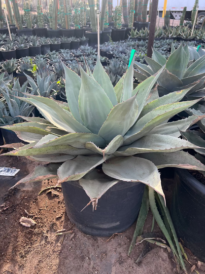 Whale's Tongue Agave