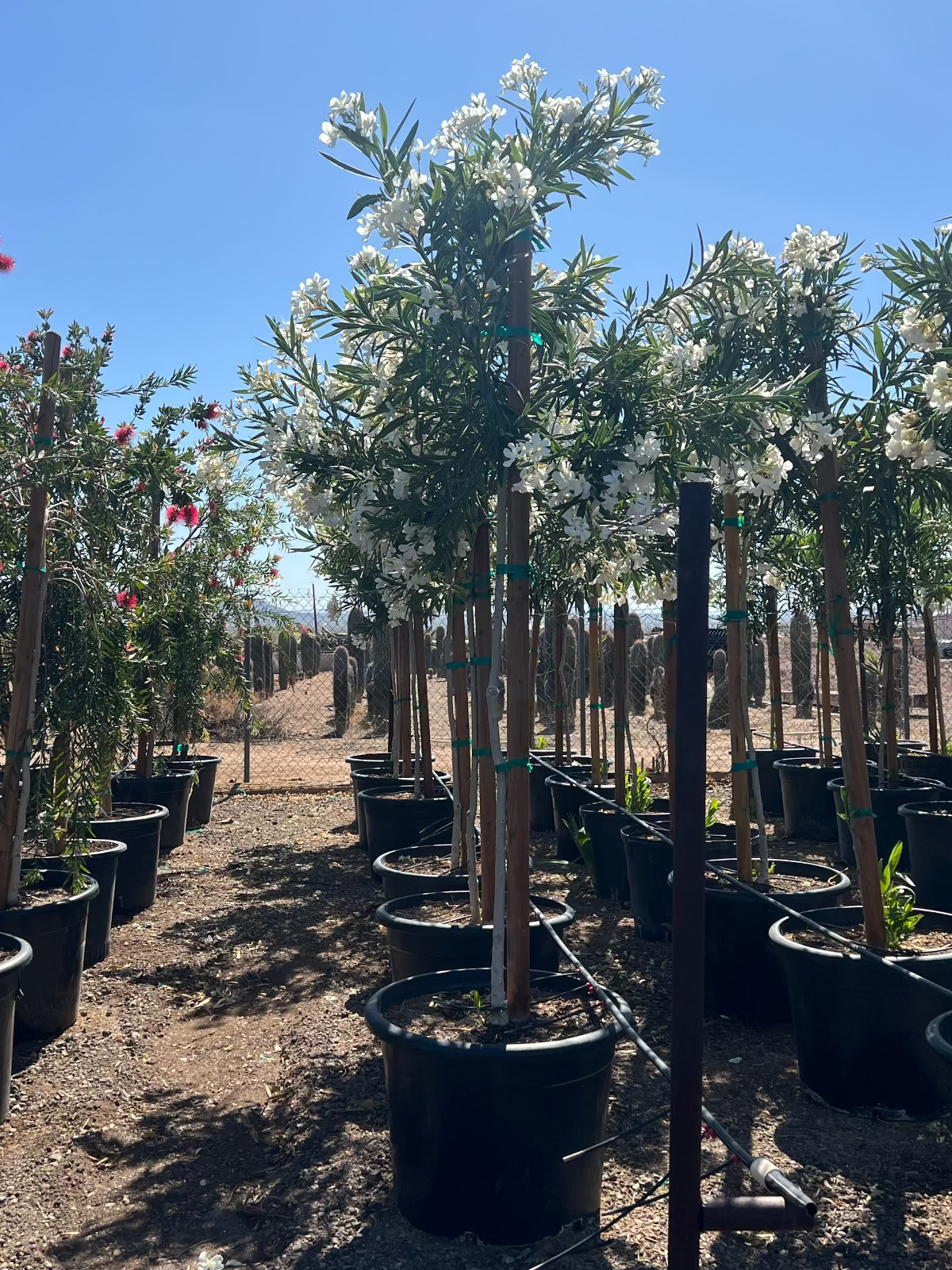 White Oleander Tree