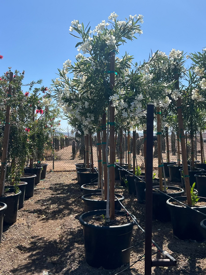 White Oleander Tree