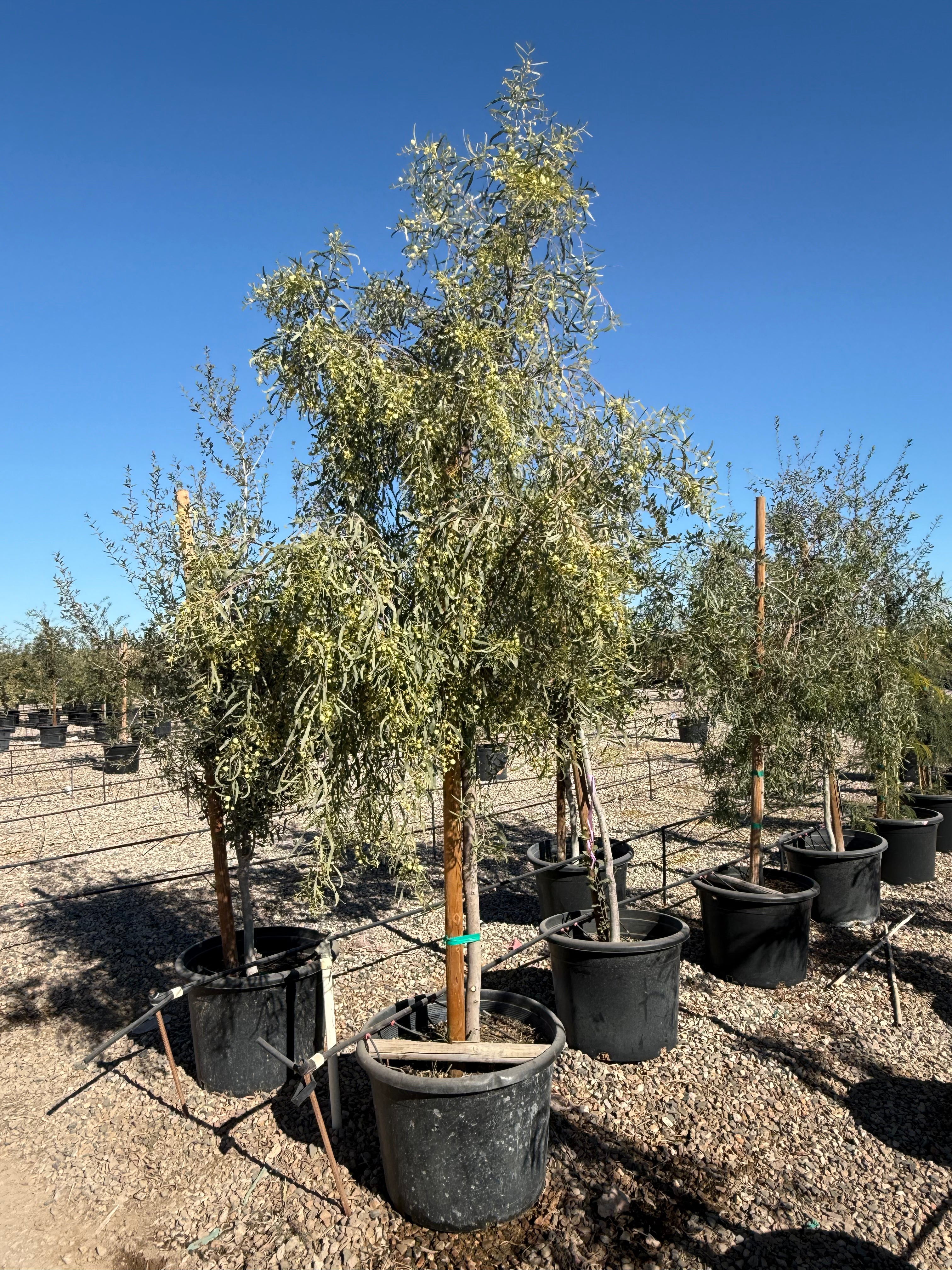 Willow Acacia