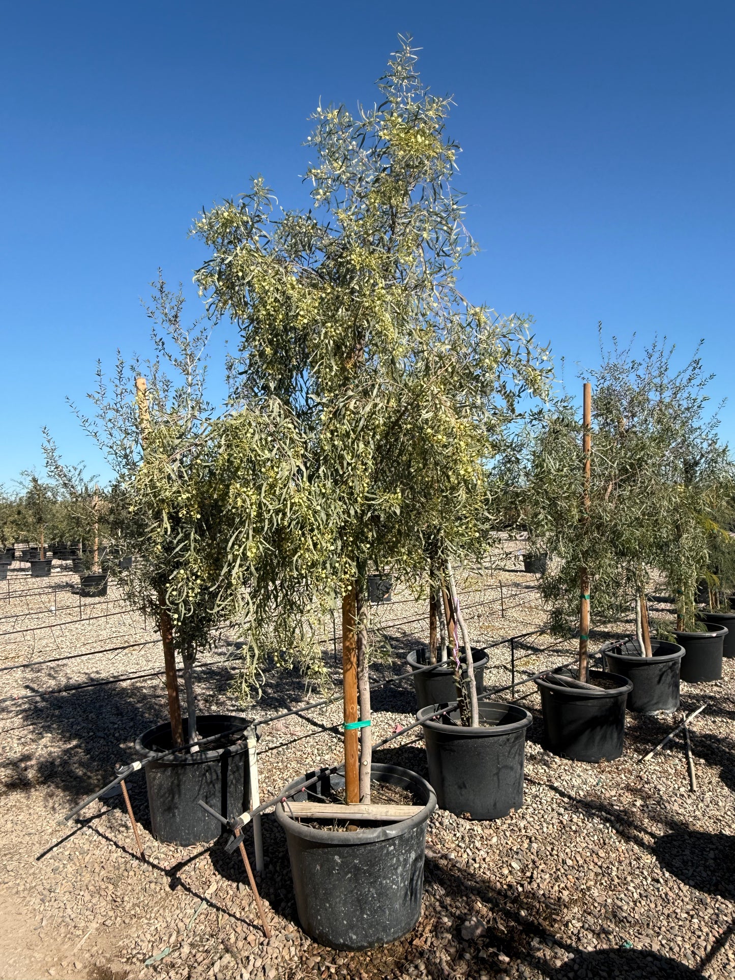 Willow Acacia