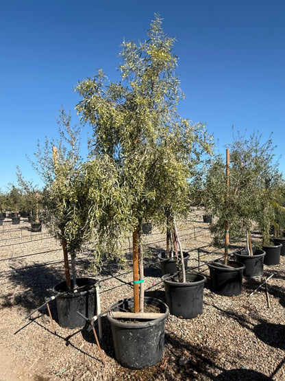 Willow Acacia