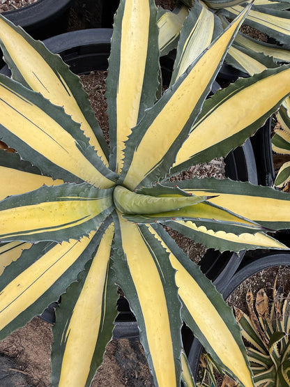 Yellow striped century plant