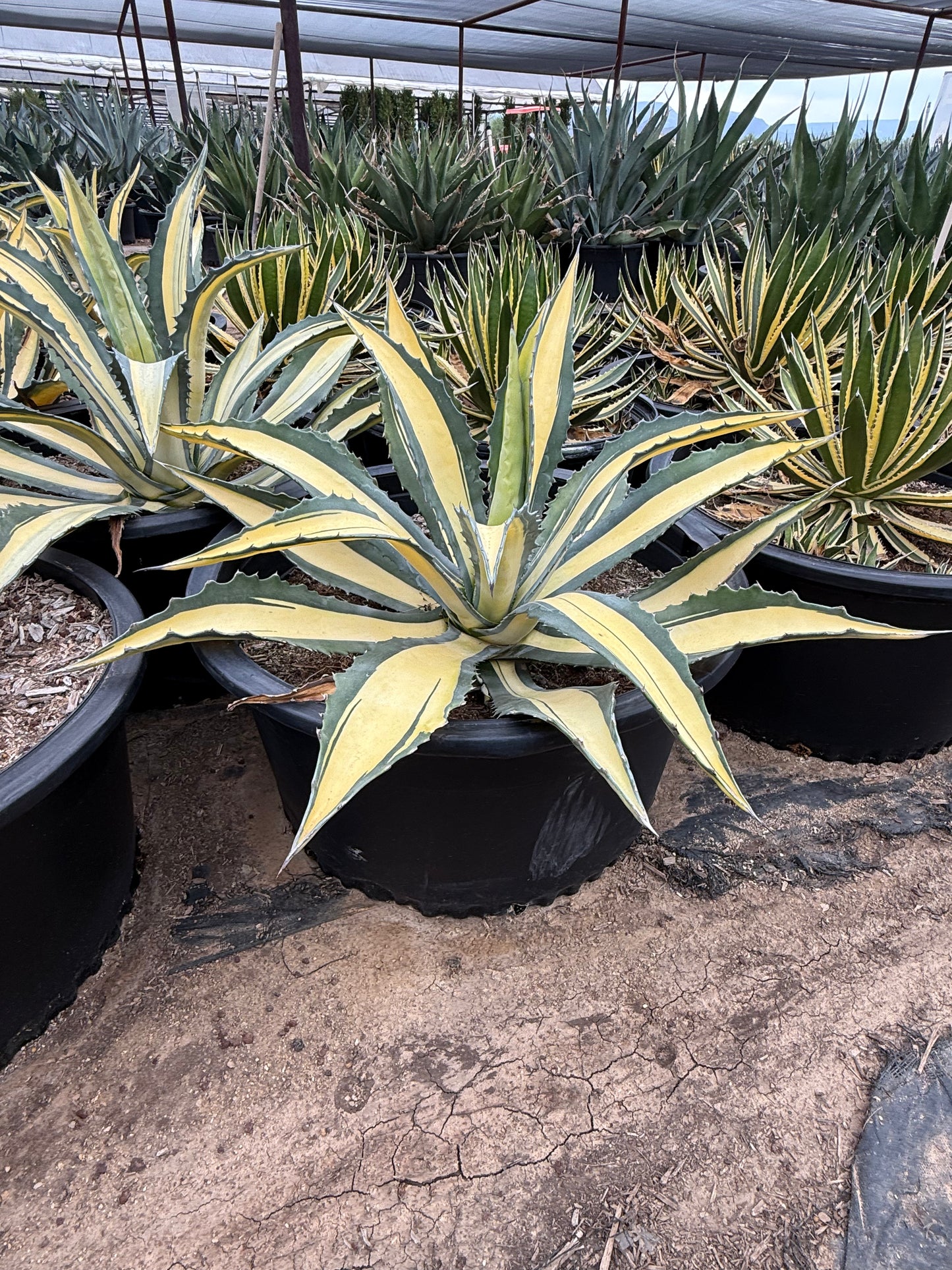 Yellow striped century plant