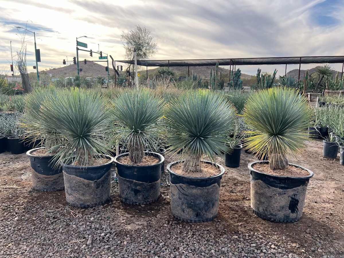 Beaked Yucca with Trunk Phoenix, AZ | Yucca rostrata | Three