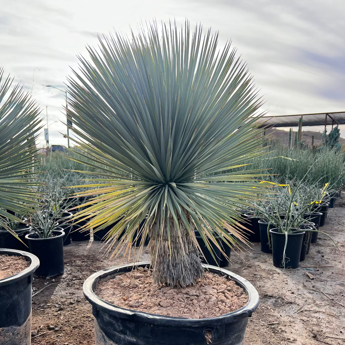 Beaked Yucca