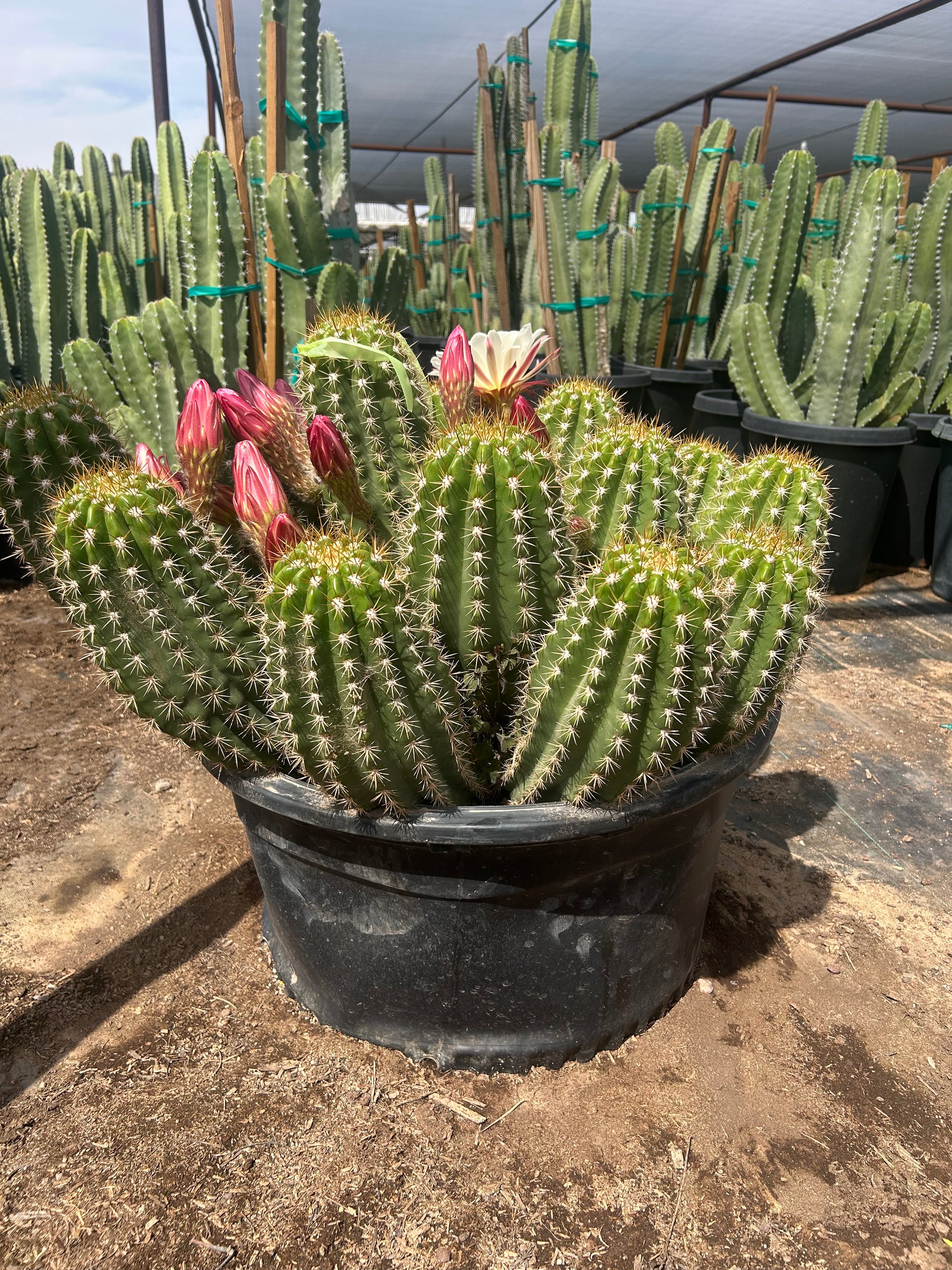 cactus giant Buy Argentine Giant Cactus Phoenix, AZ | Echinopsis candicans