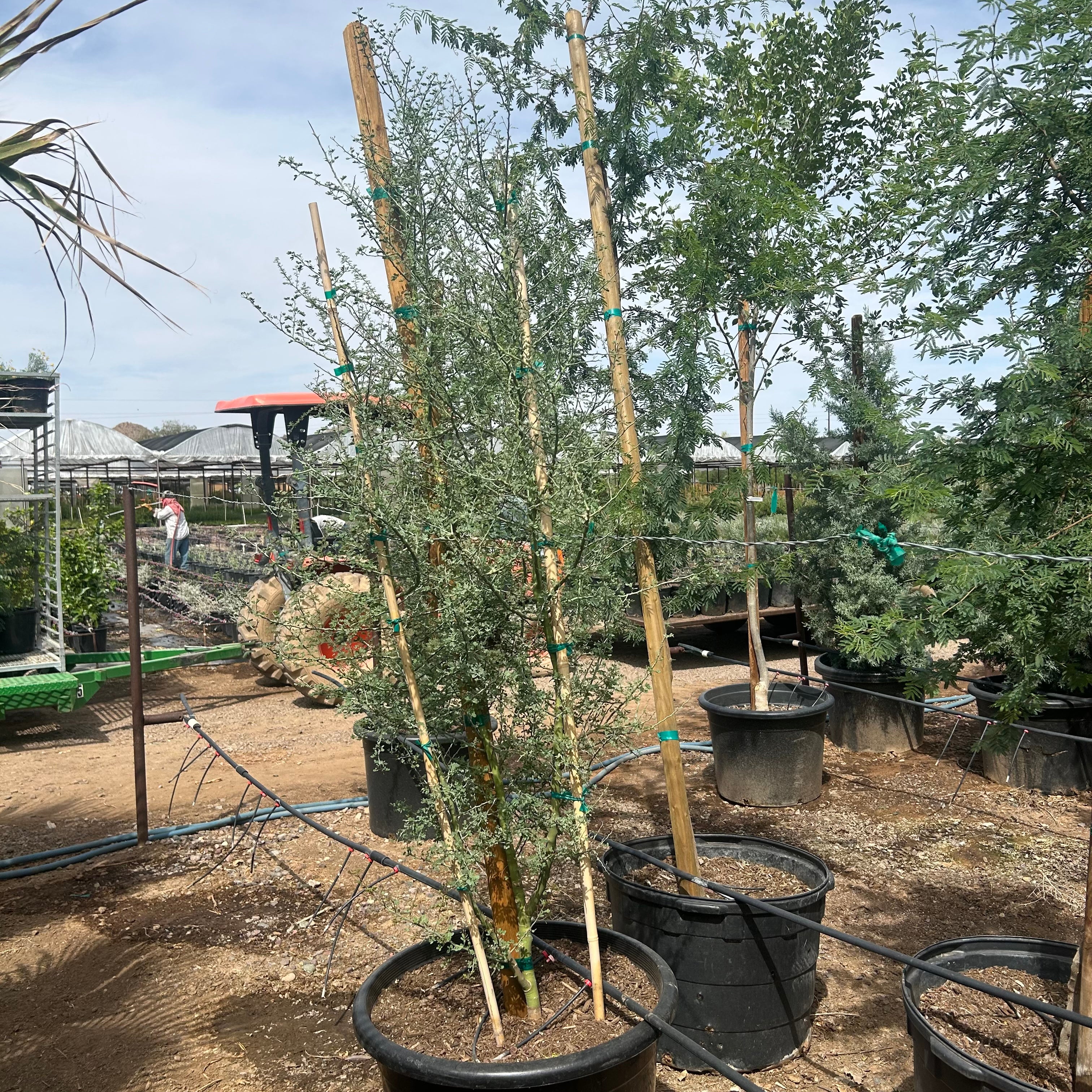 25 gallon Blue Palo Verde (Parkinsonia florida) in nursery pot — Phoenix, AZ