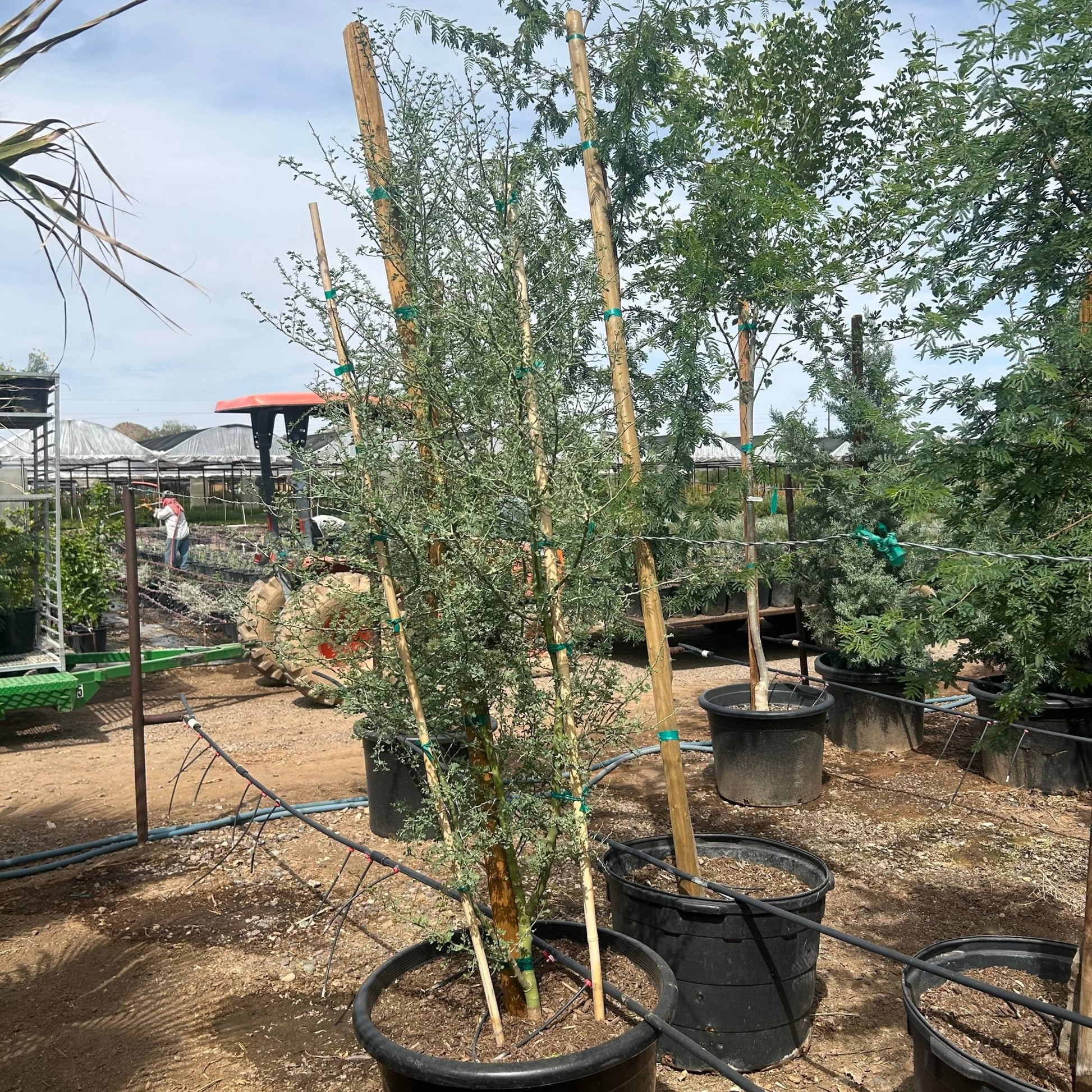 25 gallon Blue Palo Verde (Parkinsonia florida) in nursery pot — Phoenix, AZ