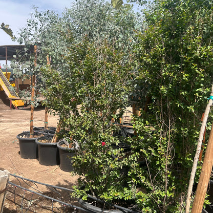 25 gallon Crape Myrtle Bush (Lagerstroemia indica) in nursery pot — Phoenix, AZ