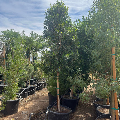 25 gallon Ficus Tree (Ficus microcarpa) in nursery pot — Phoenix, AZ