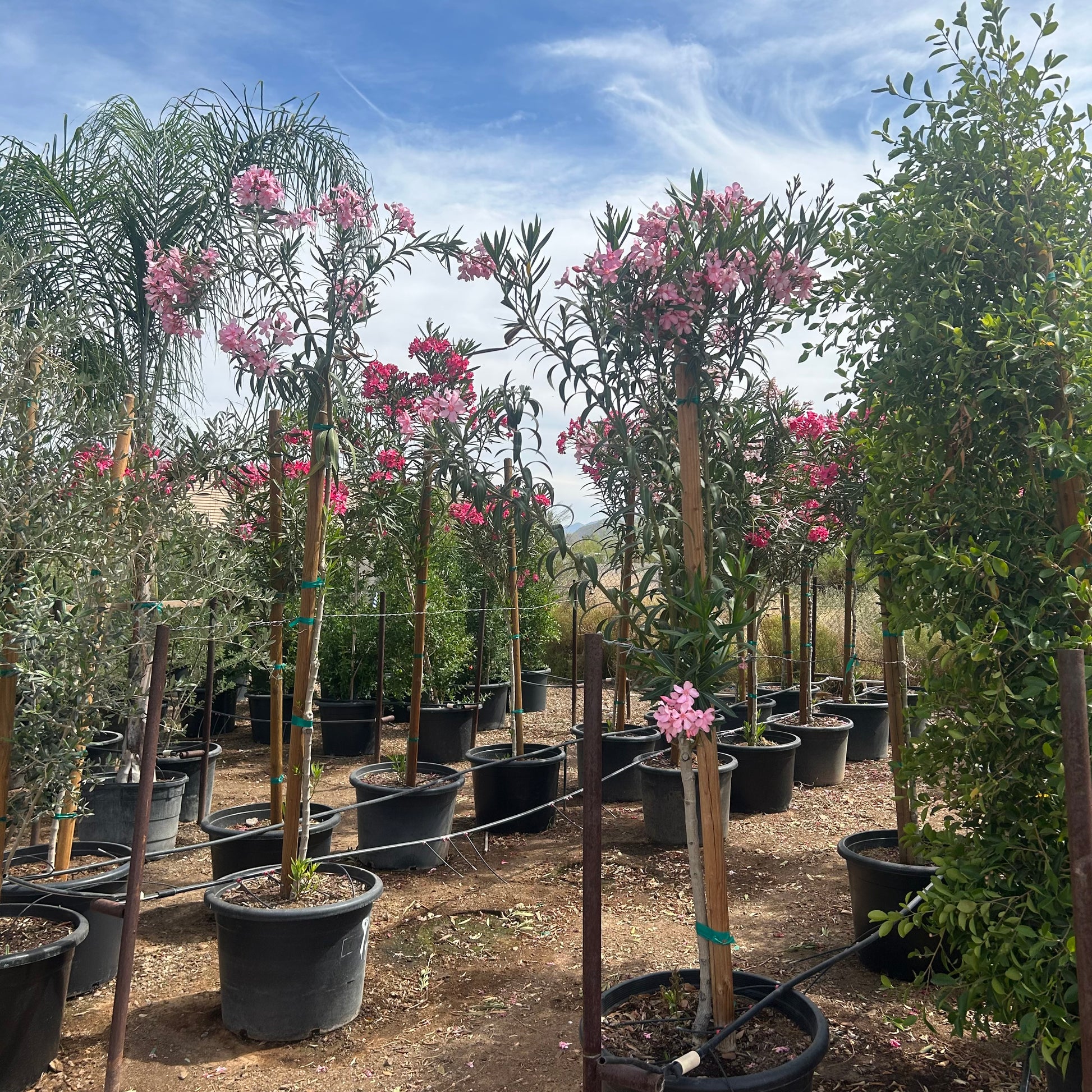 Buy Pink Oleander Tree Phoenix, AZ | Nerium oleander