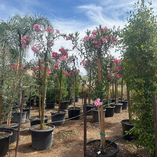 25 gallon Pink Oleander Tree (Nerium oleander) in nursery pot — Phoenix, AZ
