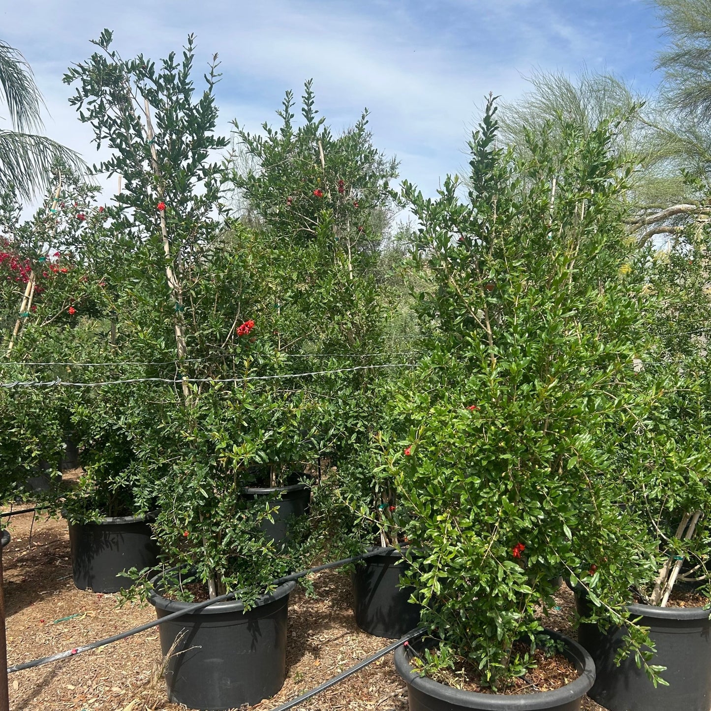 25 gallon Pomegranate (Punica granatum) in nursery pot — Phoenix, AZ