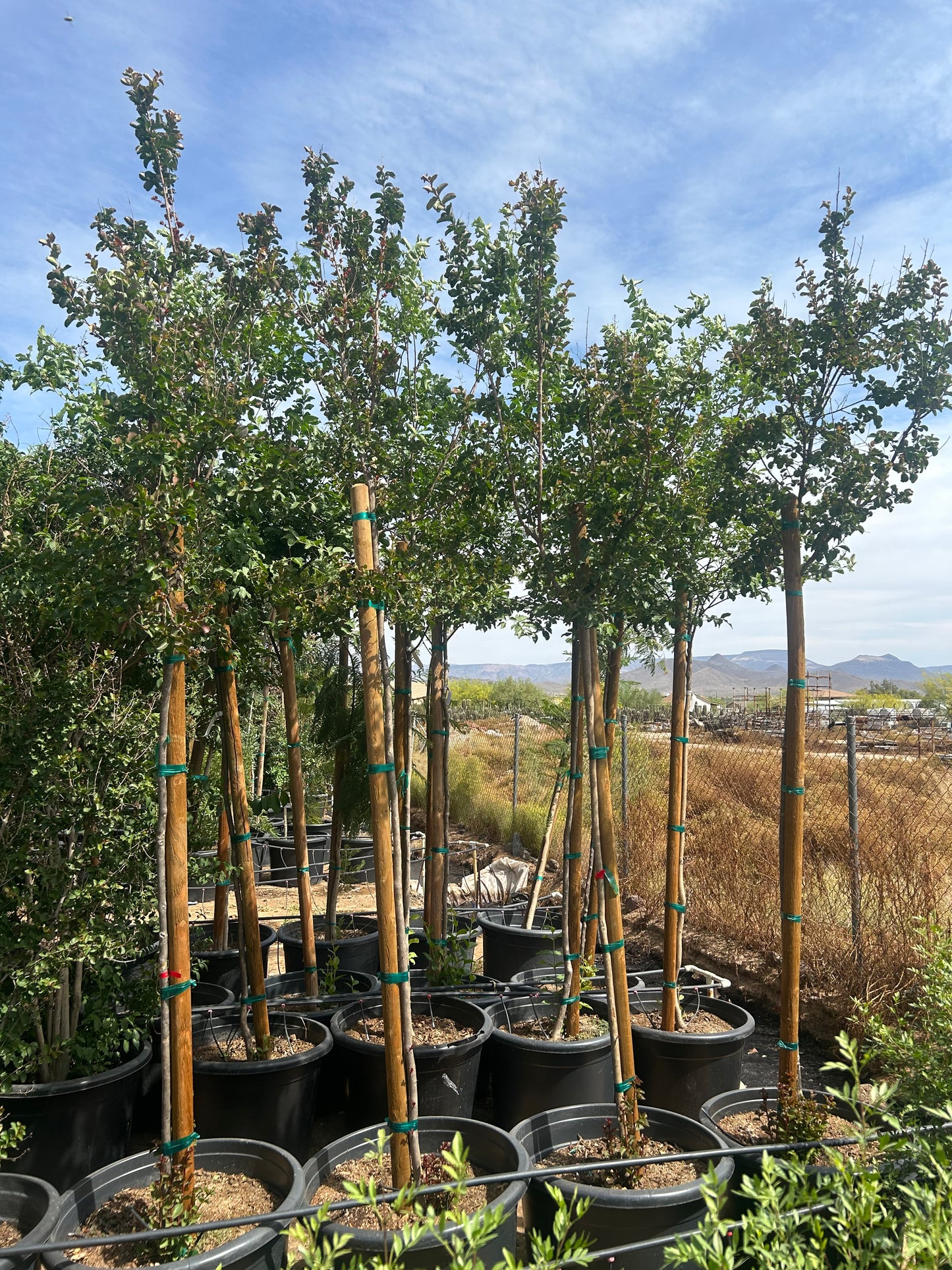 25 gallon Red Crape Myrtle (Lagerstroemia indica) in nursery pot — Phoenix, AZ