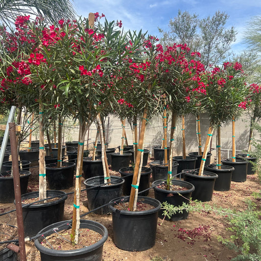 25 gallon Red Oleander Tree (Nerium oleander) in nursery pot — Phoenix, AZ