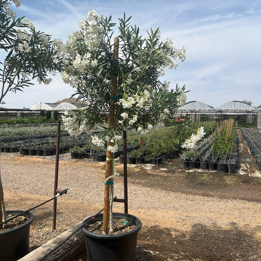25 gallon White Oleander (Nerium oleander 'White') in nursery pot — Phoenix, AZ