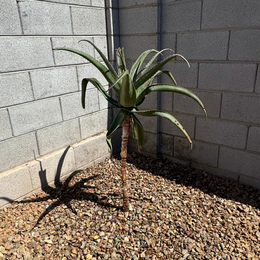 Malagasy Tree Aloe