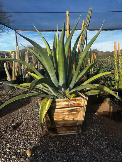30 inch box Agave Salmiana (Agave salmiana) large specimen in nursery pot — Phoenix, AZ