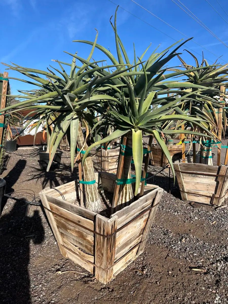 30 inch jumbo branched premium Hercules Tree Aloe (Aloe arborescens) in wooden box planter — Phoenix, AZ