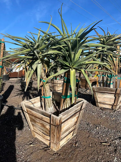 30 inch jumbo branched premium Hercules Tree Aloe (Aloe arborescens) in wooden box planter — Phoenix, AZ