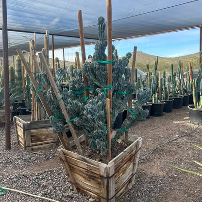 30 inch box Blue Monstrosus Cereus (Cereus repandus f. monstruosus) sculptural specimen at nursery — Phoenix, AZ