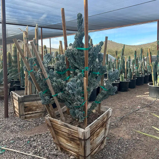30 inch box Blue Monstrosus Cereus (Cereus repandus f. monstruosus) sculptural specimen at nursery — Phoenix, AZ