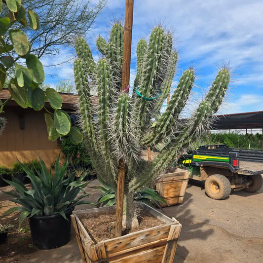 30 inch box Toothpick Cactus (Stetsonia coryne) multi-stemmed specimen in wooden planter at nursery — Phoenix, AZ