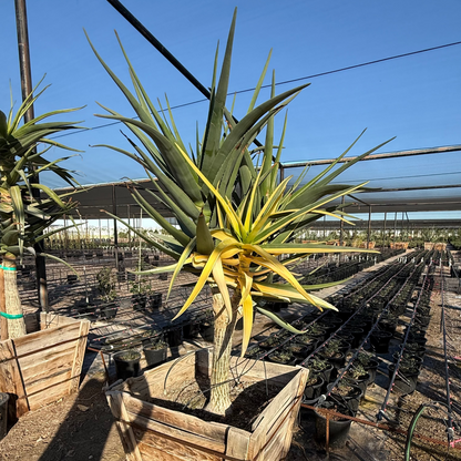 Hercules Tree Aloe