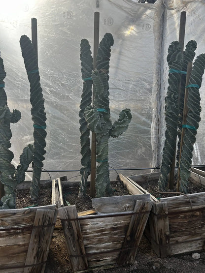 30 inch box Spiral Cereus (Cereus forbesii Spiralis) tall specimens in wooden crates in greenhouse — Phoenix, AZ