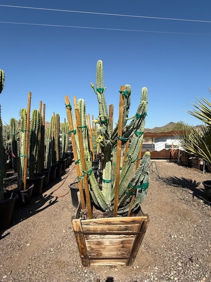Night-blooming Cereus