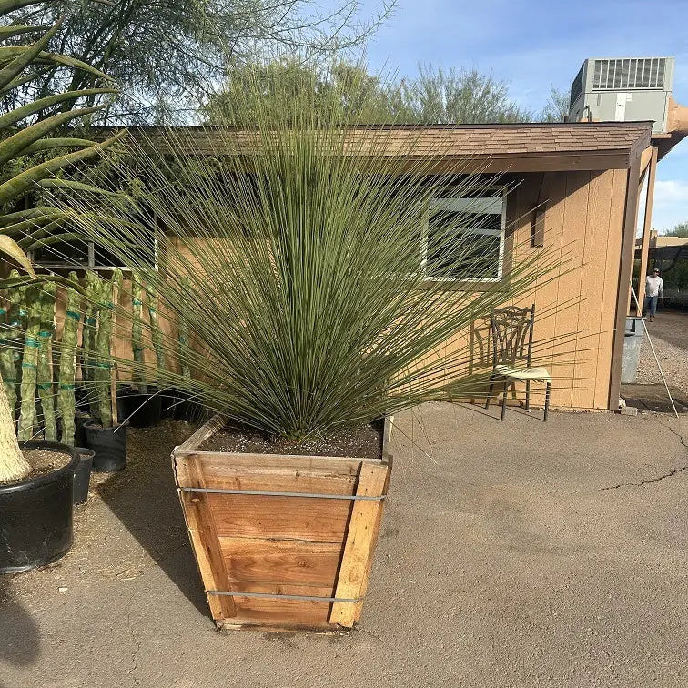 Smooth-edged Desert Spoon