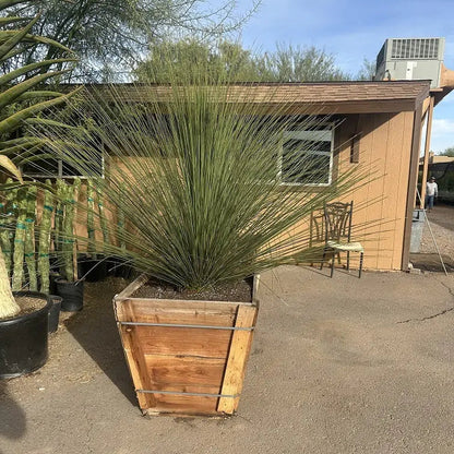 Smooth-edged Desert Spoon