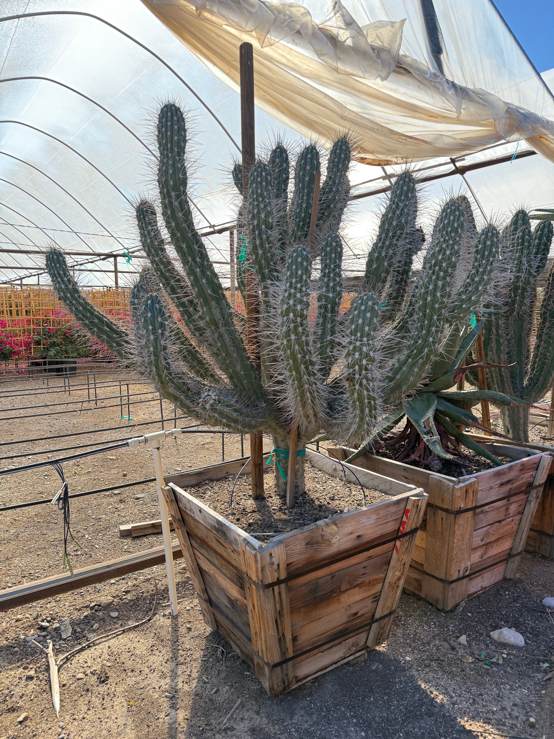 tall skinny succulent plants Buy Toothpick Cactus Phoenix, AZ | Stetsonia coryne