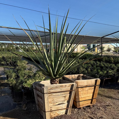 Large Furcraea macdougalii in 30 inch box at Phoenix, AZ nursery