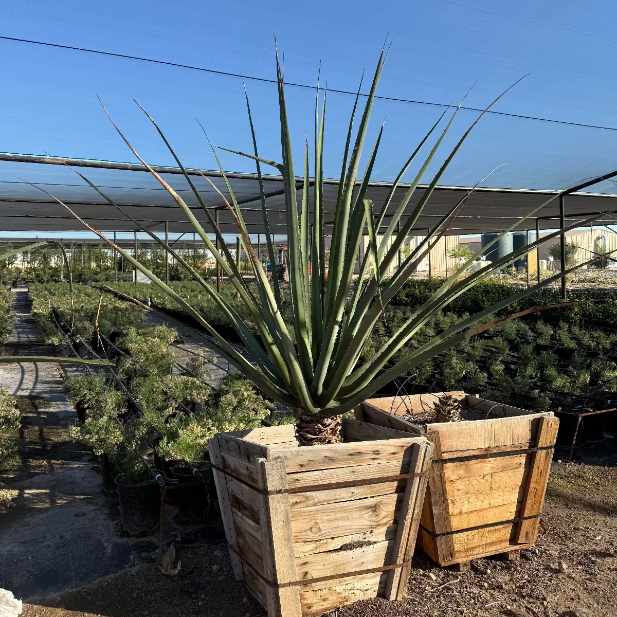 30 inch box Furcraea macdougalii in wooden crate at nursery — Phoenix, AZ