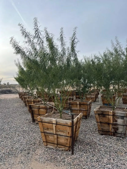 emerald tree house plant Buy Sonoran Emerald Phoenix, AZ | Parkinsonia hybrid