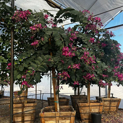 Hong Kong Orchid Tree