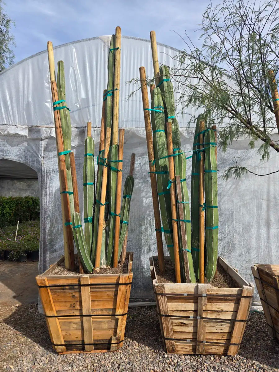 36 inch box Mexican Fence Post (Pachycereus marginatus) tall specimens in wooden crates ready for landscape — Phoenix, AZ