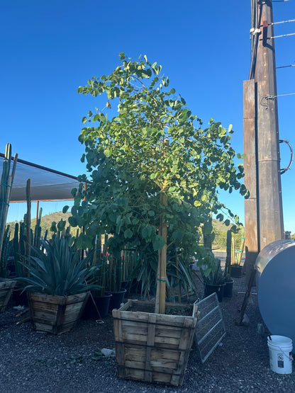 Hong Kong Orchid Tree