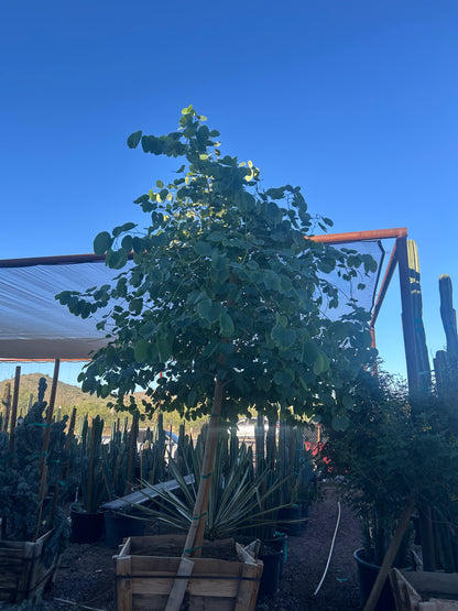 Hong Kong Orchid Tree