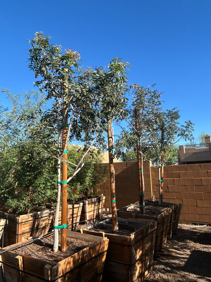 Chinese Pistache 'Red Push'