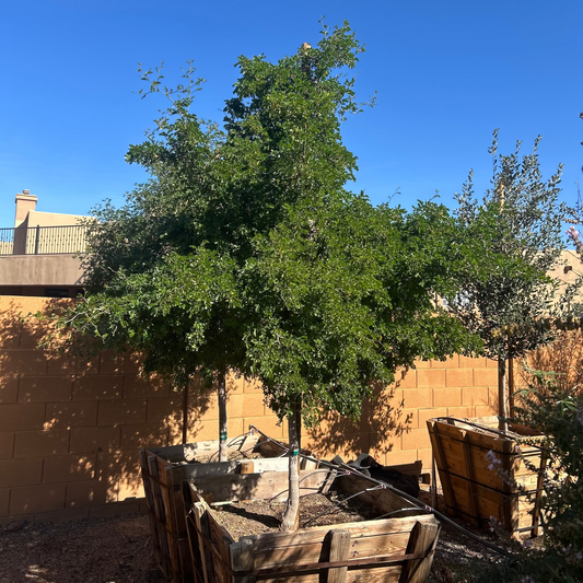 36 inch box Texas Ebony (Ebenopsis ebano) tree in wood box container at nursery — Phoenix, AZ