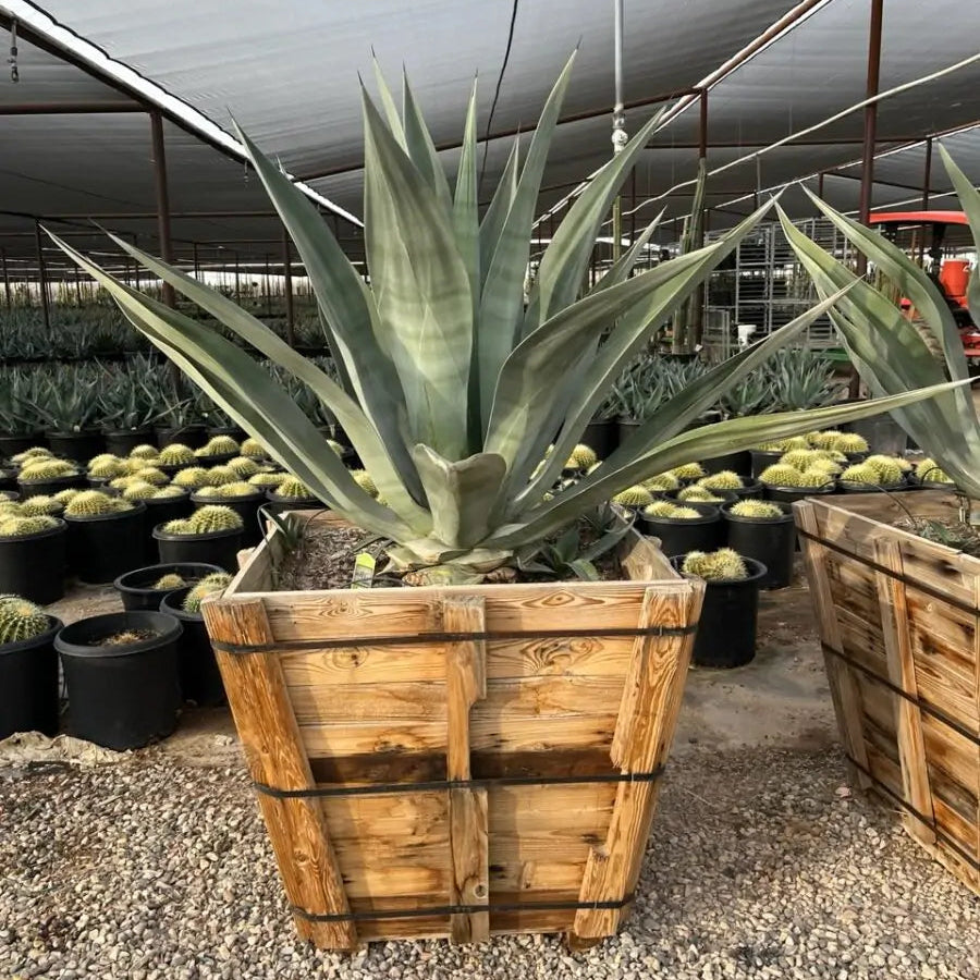 Big Boy Smooth Edge Agave CCF