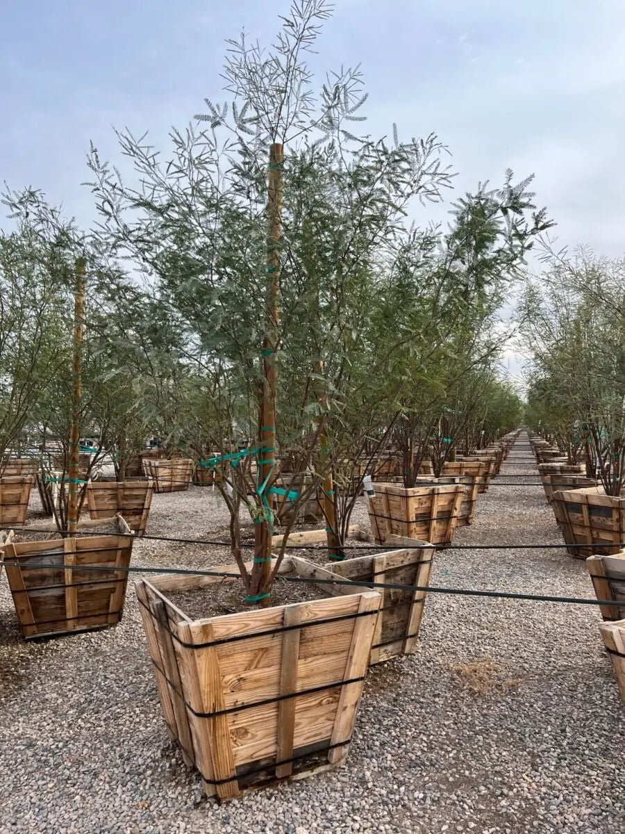 36in Chilean Fuente Mesquite (Prosopis chilensis) trees in wooden boxes on gravel at nursery — Phoenix, AZ