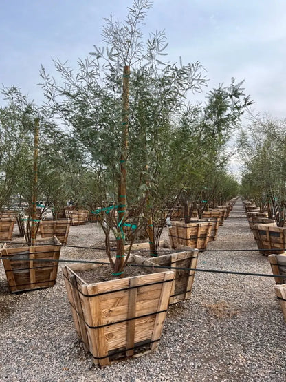 Chilean Fuente Mesquite